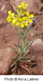 Yellow flowers with four rounded petals each on a silvery green stem with thin, tapered leaves. Background is a orangish, red rocky soil.