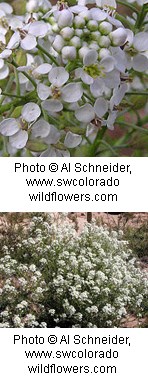 Two photos of a plant covered with small white flowers. Flowers have four rounded petals each and grow in bunches.