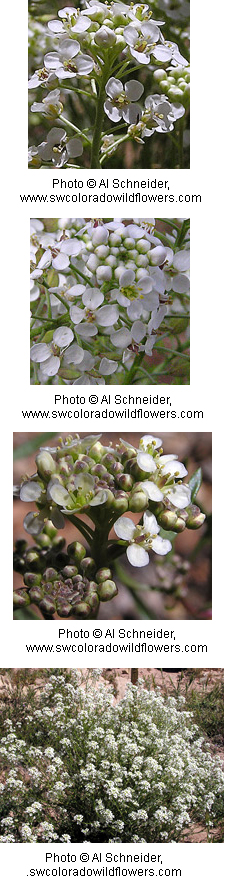Lepidium montanum Lepidium montanum