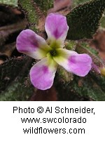 Close up of a flower with four petals. Petals go from a light greenish color in the center to white to a purplish-pink color on their tips.