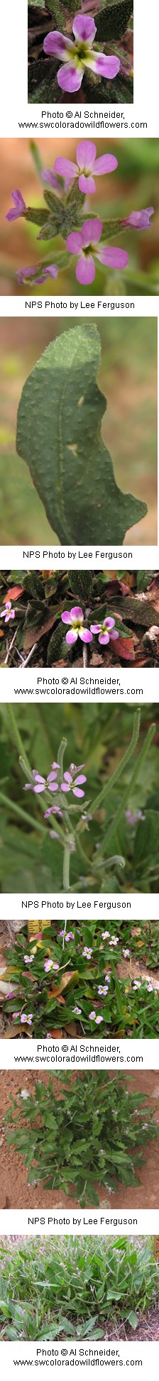 Multiple images of a plant with lavender colored flowers with four petals.