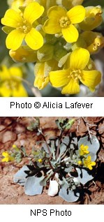 Multiple small yellow flowers. Flowers have four rounded petals. Leaves of plant are broad and large.