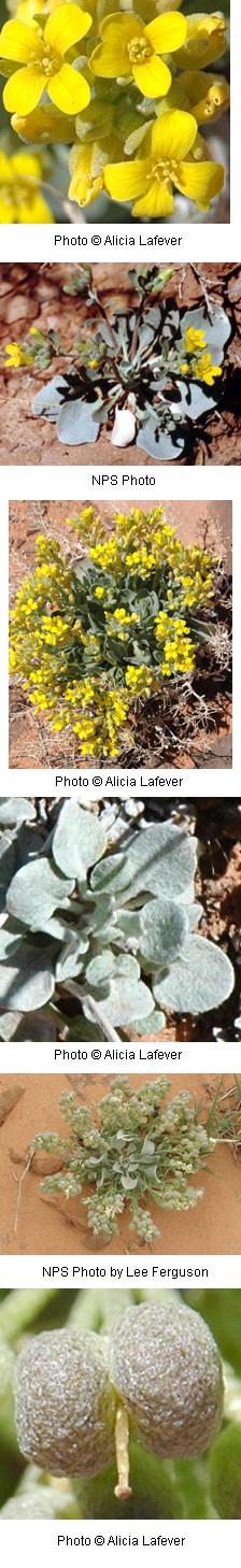 Multiple images of yellow flowers with four rounded petals and silvery fuzzy leaves.