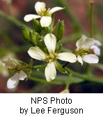 Small white flowers with four rounded petals.