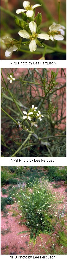 Pale yellow flowers with four rounded petals.