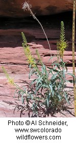Plant with long slender leaves. At top of stems are multiple tiny yellow flowers that form a cone shape. Blurred background is a orangish rocky surface.