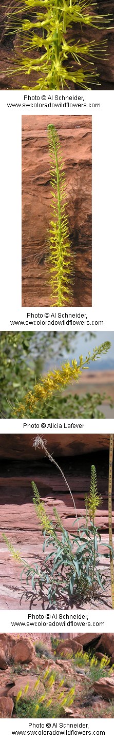 Yellow flowers growing along the top of a stem.