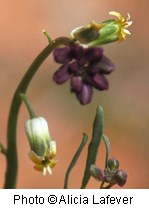 Plant with a couple yellowish-white flowers. Several flower buds are a deep purple in color. Blurry reddish-orange background.