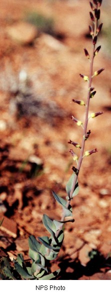 Streptanthus cordatus Streptanthus cordatus