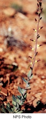 Tall skinny plant with silvery green, oval shaped leaves at the base and small purple flowers along its tall stem.