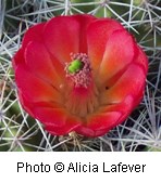 Bright red flower with multiple petals forming a cup shape on top of a cactus.