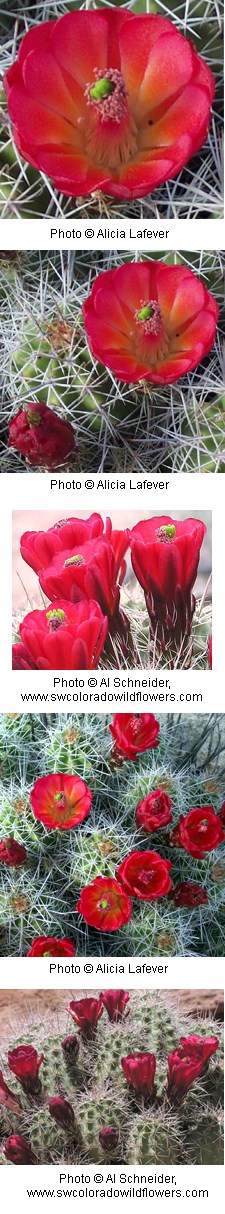 Bright reddish orange flowers on top of a cactus plant.