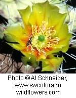 Yellowish-green flower with multiple waxy petals forming a cup shape on a cactus.
