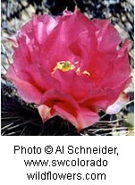 Bright pink flower with multiple paper thin petals that form a cup shape on a cactus.