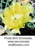 Bright yellow flower with multiple paper thin petals that form a cup shape on a cactus.