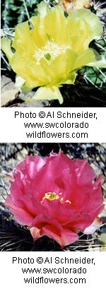 Two photos, one with a bright yellow and then the other with a bright pink flower, both with multiple paper thin petals that form a cup shape on a cactus.