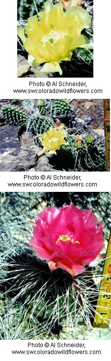 Opuntia polyacantha Opuntia polyacantha