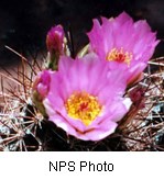 Two pink flowers with multiple petals forming a cup shape on a cactus.
