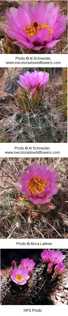 Sclerocactus whipplei Sclerocactus whipplei