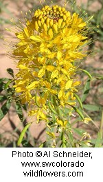 Cluster of small yellow flowers along a green stem.