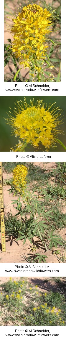 Multiple yellow flowers with four petals clumped at the top of a green stem.