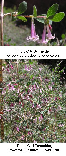 pinkish purple trumpet shaped flowers.