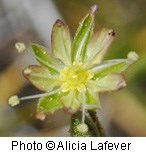 Flower with several greenish white petals that come to a point. Center is yellow.