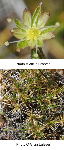 Arenaria fendleri Arenaria fendleri