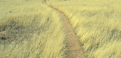 A brown dirt trail lined on either side by thick patches of yellowed grasses. The grass has smooth stems with hairy leaves attached.