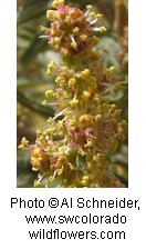 Plant with multiple yellowish brown flowers with silvery green leaves.