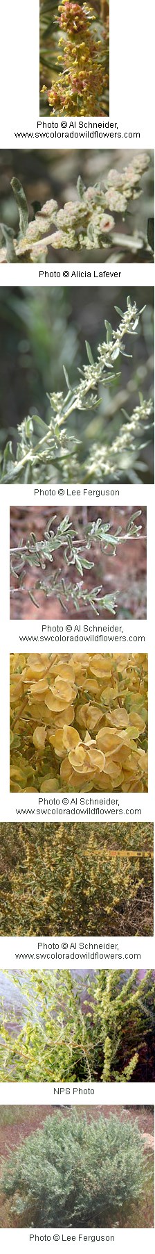 Shrub with small clusters of yellowish brown flowers. Stems on shrub are woody with silvery green leaves that are thin and taper at tip.