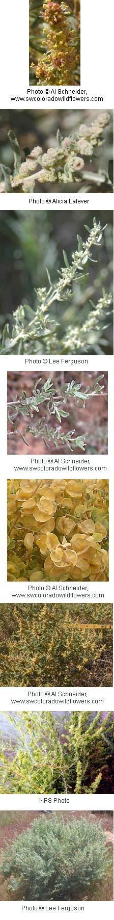 Atriplex canescens Atriplex canescens