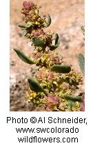 Plant with multiple yellowish brown flowers with silvery green leaves.