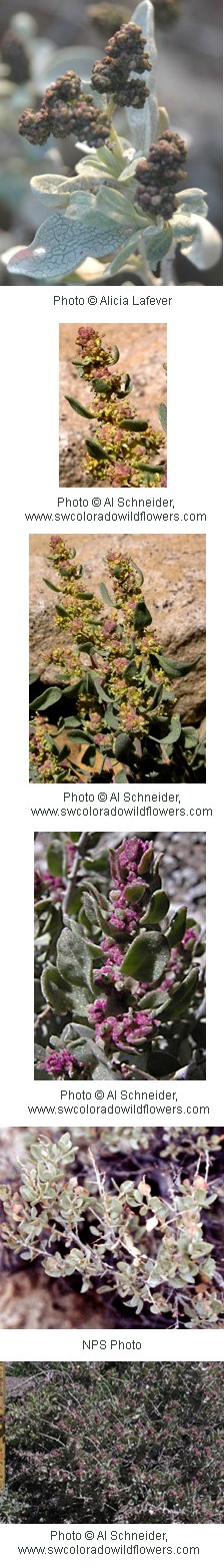 Brown flowers that look like seeds on a pale green plant with wide but tapering leaves.