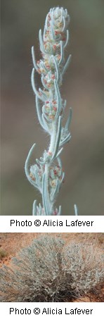 Pale silvery green thin leaves pointed up with clusters of small reddish white flowers along the stem of the plant