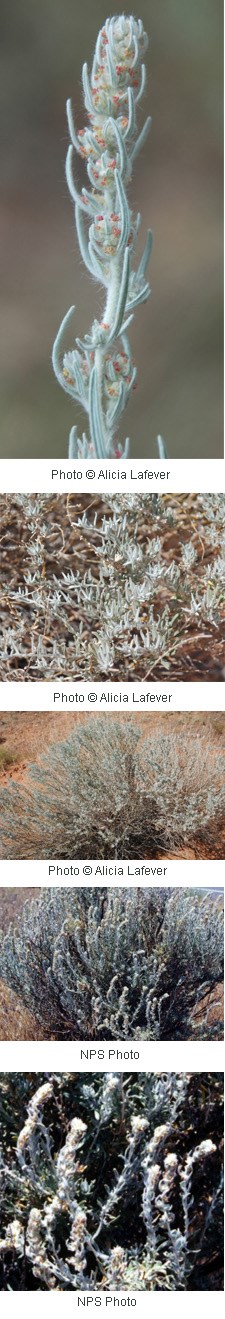 small greenish brown flowers along a fuzzy silvery green stem.