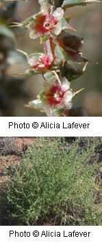 Spiny green plant with white flowers that have red in the center.