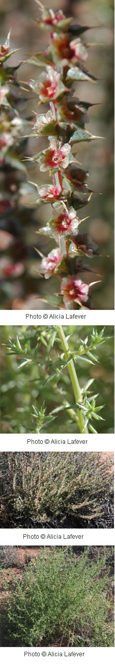 Tumbleweed, - Russian Thistle - DesertUSA