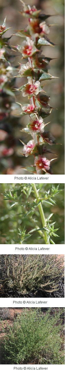 multiple images of small green flowers with a red center.