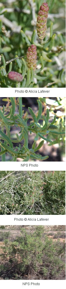 Multiple images of a woody shrub with reddish green cones.