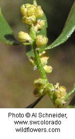 Yellow bud-like flowers along a bright green stem with waxy green leaves.