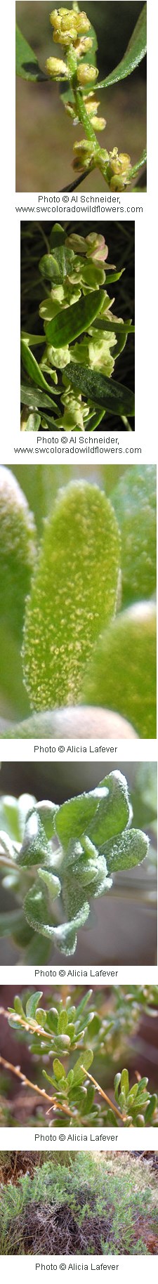 multiple images of round yellow flowers with green waxy leaves.