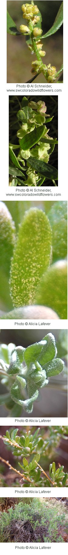 Zuckia brandegei Zuckia brandegei