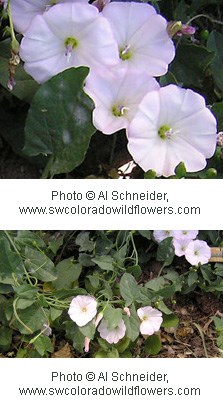 White trumpet shaped flowers with dark green oval leaves