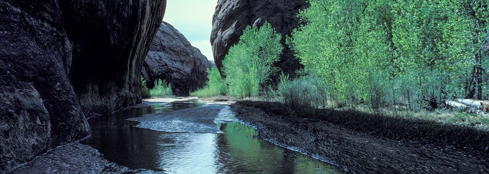 Steep rock walls surround a sandy wash with a small stream and leafy green vegetation.