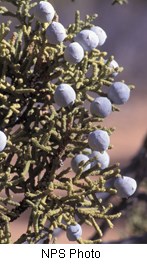 Flat pine needles with greyish purple berries.