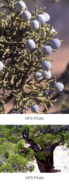 Juniperus osteosperma Juniperus osteosperma