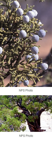 scale-like needles and greyish purple berries.