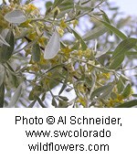 Flat green leaves with yellow flowers.