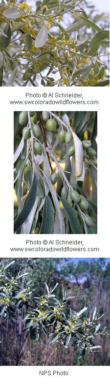 Elaeagnus angustifolia Elaeagnus angustifolia